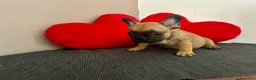 Bulldog Francese cani in vendita: Cucciolo di bulldog francese Mini Toy  - Annuncio 8