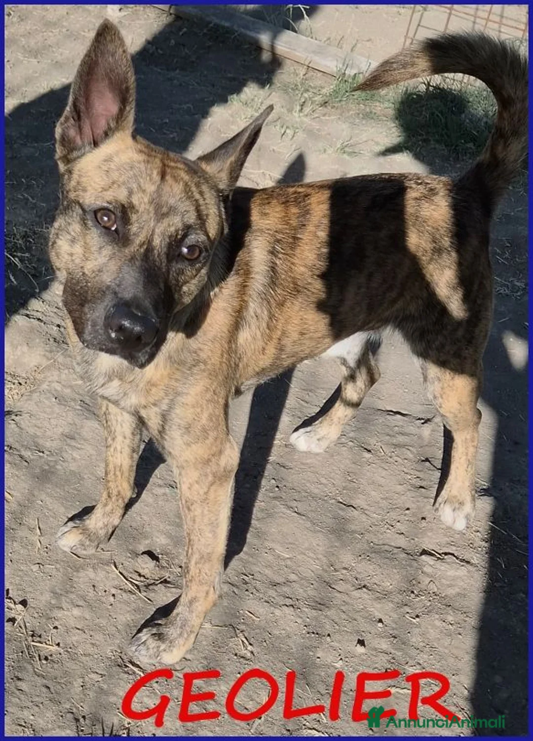 Meticcio cani in regalo: GEOLIER, CUCCIOLONE 1 ANNO - Annuncio 1