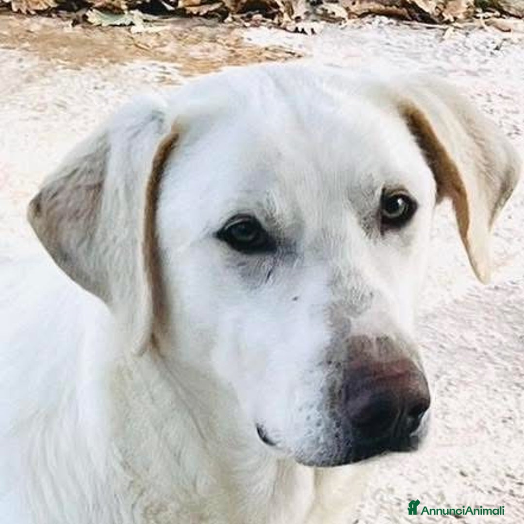 Meticcio cani in regalo: Un cane invisibile - Annuncio 1