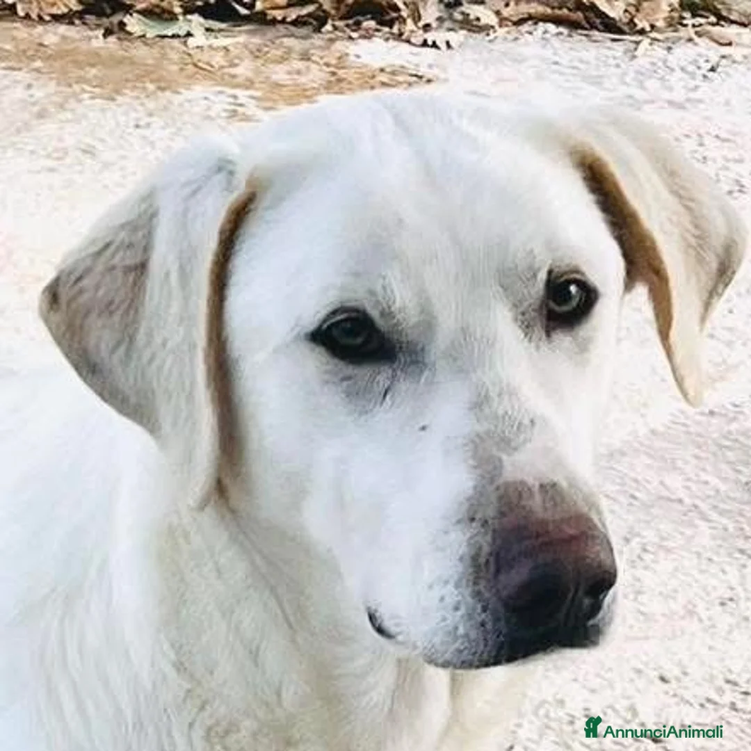 Meticcio cani in regalo: Un cane invisibile - Annuncio 1