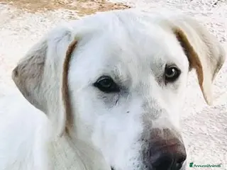 Meticcio cani Un cane invisibile - Annuncio 4