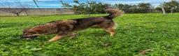 Meticcio cani in regalo: BRENDA 🩷 ha uno di quei sorrisi che restano a Provincia di Verona - Annuncio 3