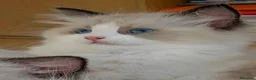 Ragdoll gatti in vendita: Cucciola ragdoll pedigree Afef  - Annuncio 7