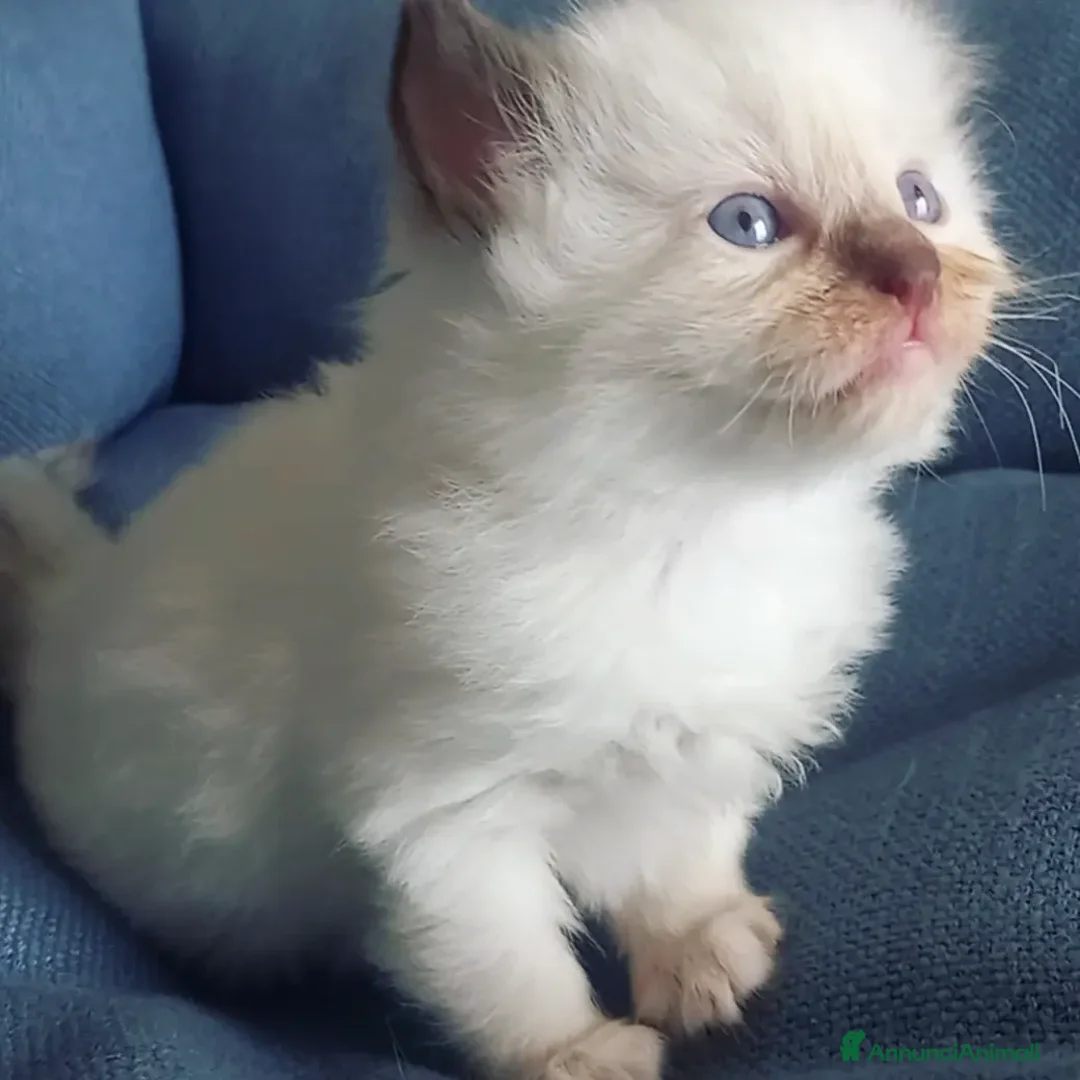 Immagine della galleria {{count}}