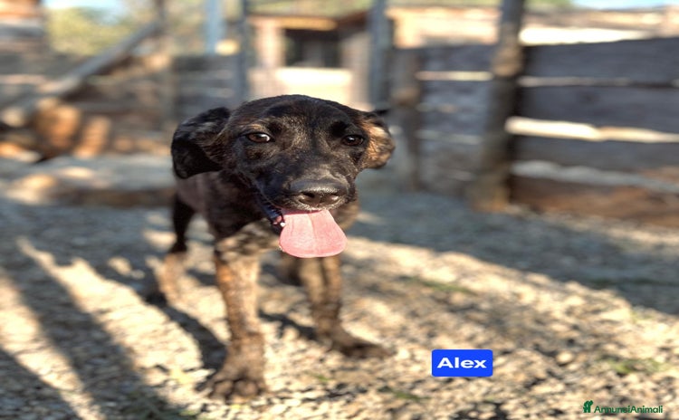 Meticcio cani - Annuncio 14