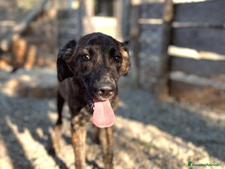 Meticcio cani Angy Alex Arcibaldo Antony Asterix e Ambrogio - Annuncio 42