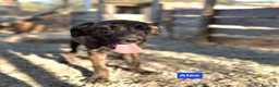 Meticcio cani in regalo: Angy Alex Arcibaldo Antony Asterix e Ambrogio - Annuncio 1