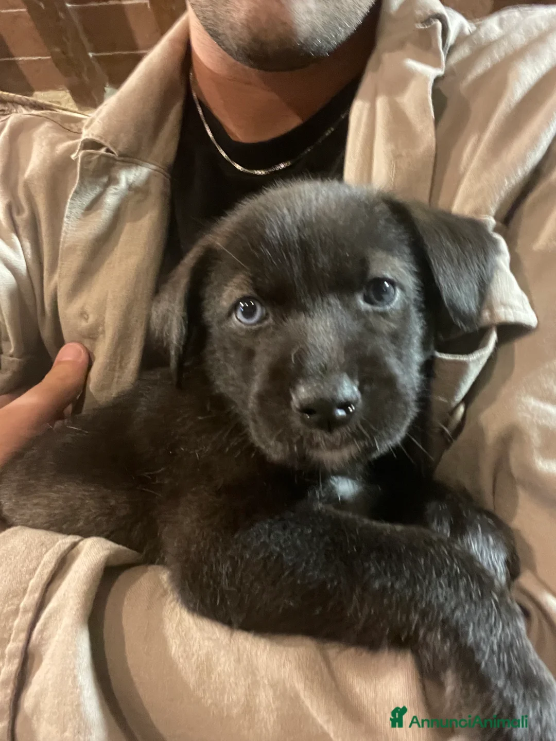 Meticcio cani in regalo: Incrocio tra due Husky/weimaraner - Annuncio 5