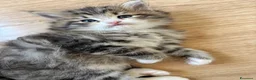 Siberiano gatti in vendita: SIBERIANO GATTINO IPOALLERGENICO  - Annuncio 1
