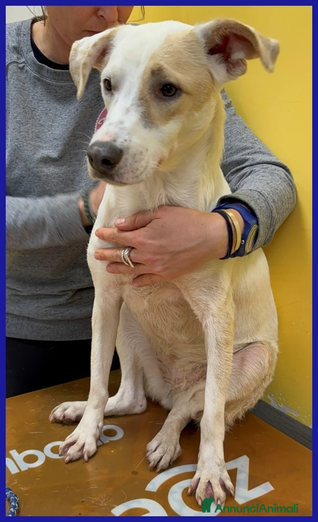 Meticcio cani in regalo: CALU' TENERA CAGNOLINA 2 ANNI,SALVATA DALLA GABBIA - Annuncio 4