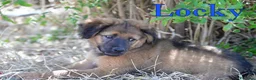 Meticcio cani in regalo: Locky ed Elvis dolcissimi cuccioli in adozione - Annuncio 7