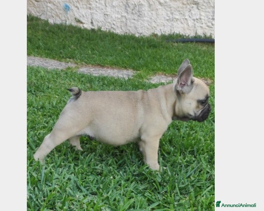 Bulldog Francese cani Cucciolo bulldog francese maschio - Annuncio 2