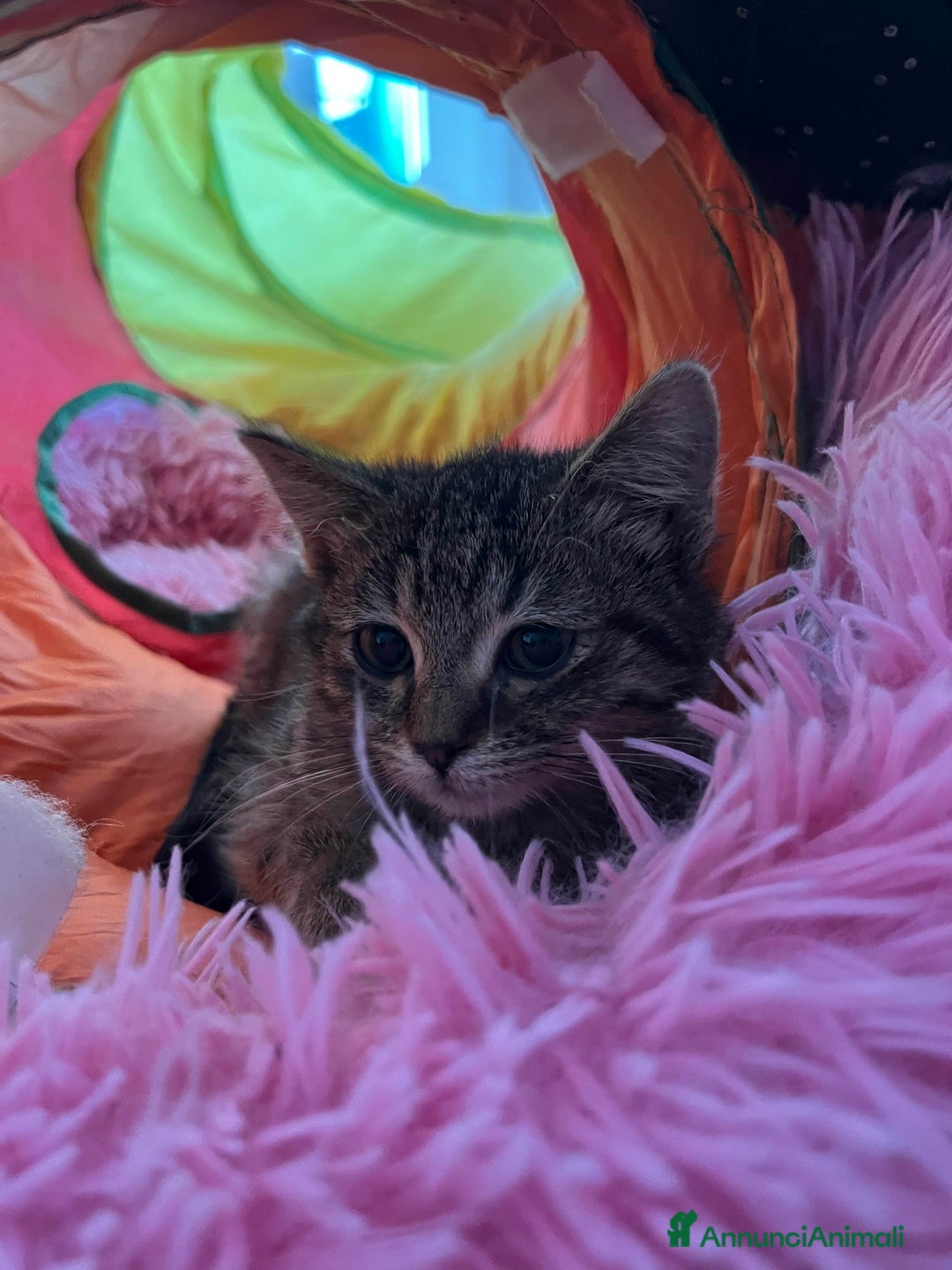 Europeo gatti in regalo: Gattina tigrata in adozione - Annuncio 4