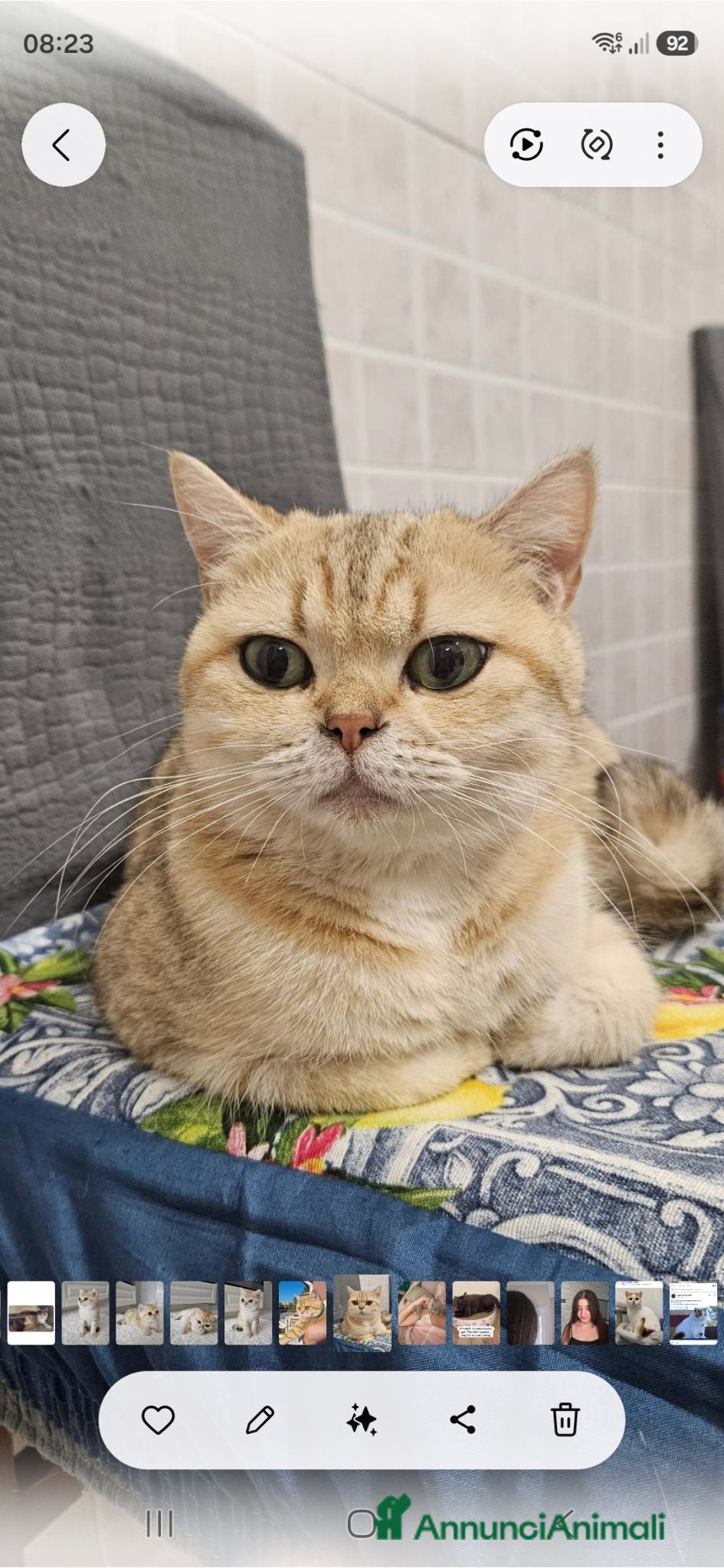 British gatti British shorthair golden  - Annuncio 1