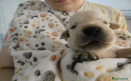 Labrador cani in vendita: Cuccioli di Labrador GIALLI e NERI a Provincia di Vicenza - Immagine 6