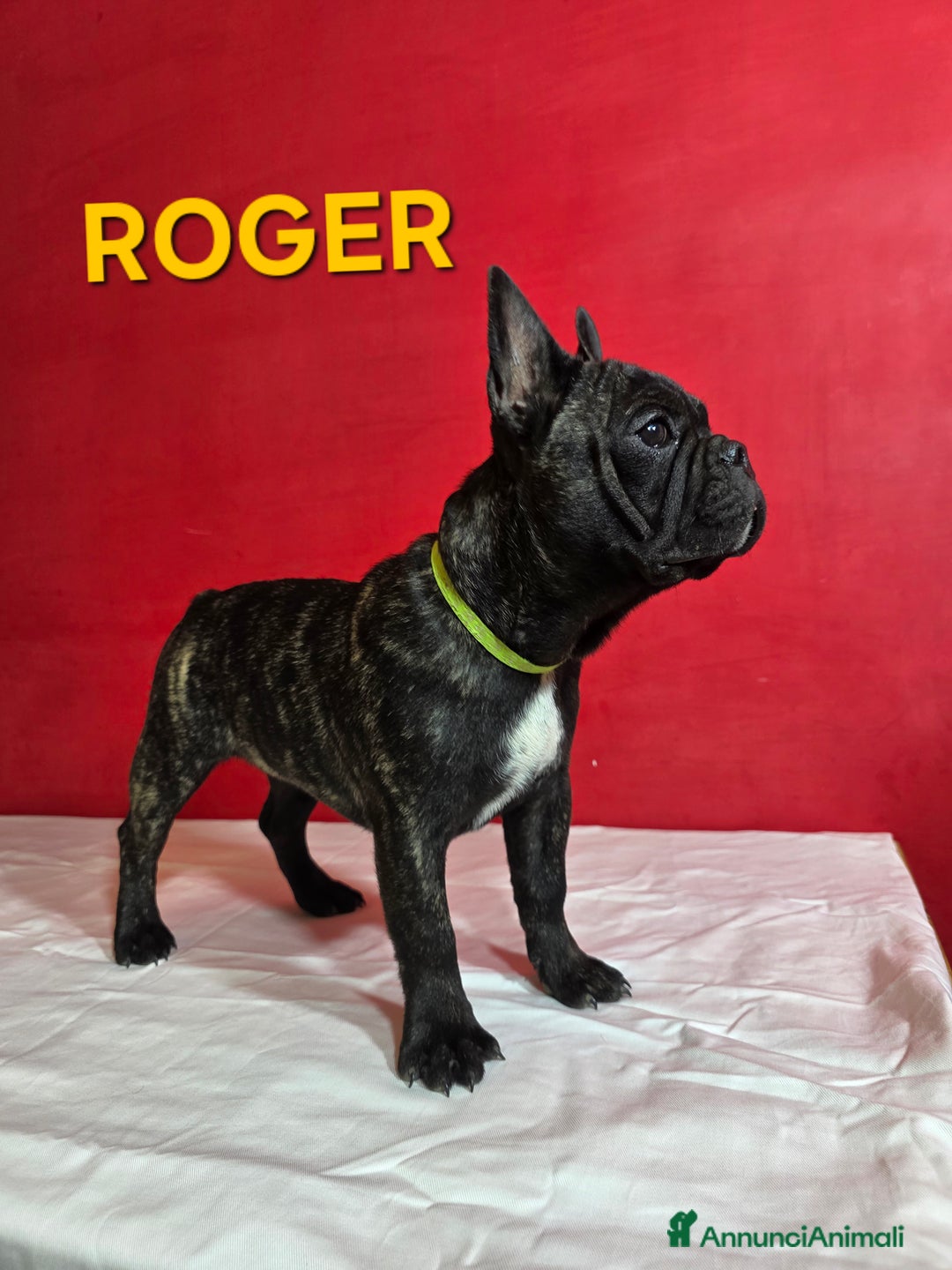 Bulldog Francese cani in vendita: Cuccioli Bulldog Francese  - Annuncio 3