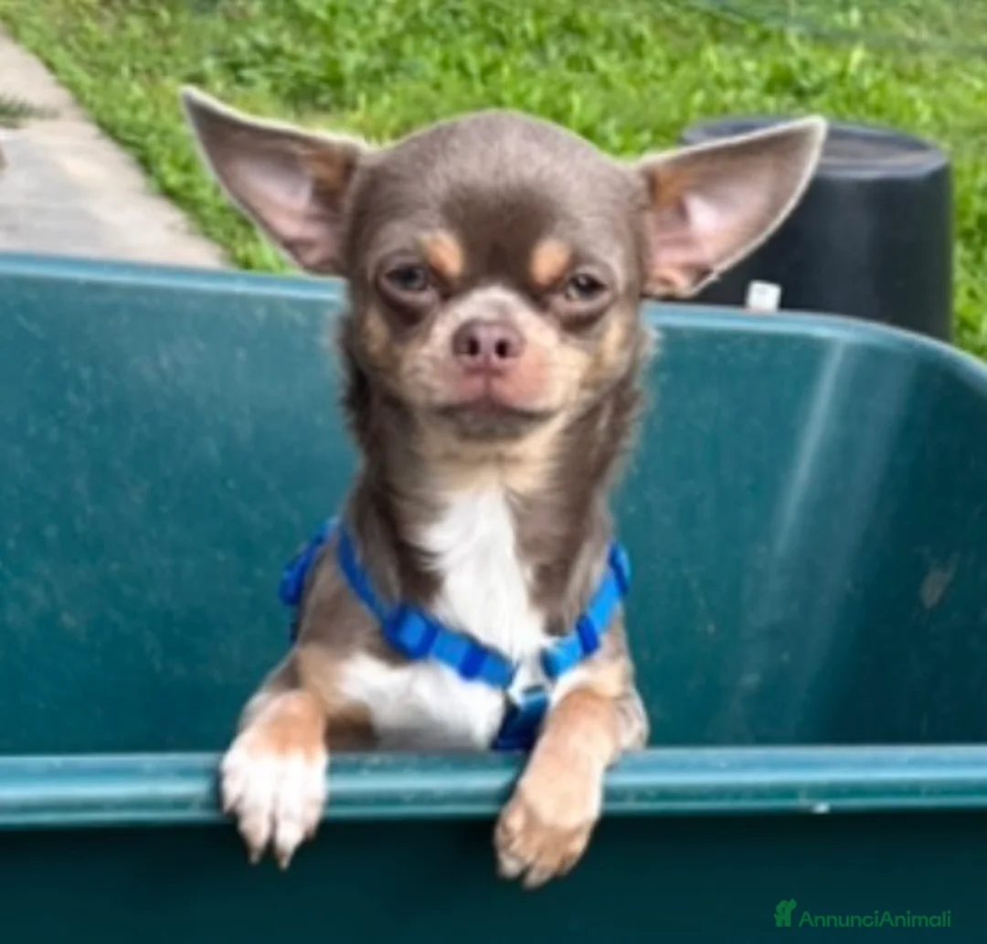Chihuahua cani in vendita: Zampe felice🐾🐾🐾 - Annuncio 1