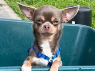 Chihuahua cani Zampe felice🐾🐾🐾 - Annuncio 29