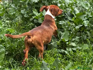 Meticcio cani Socievole cucciolone similBassotto 1 anno 12 lg - Annuncio 32