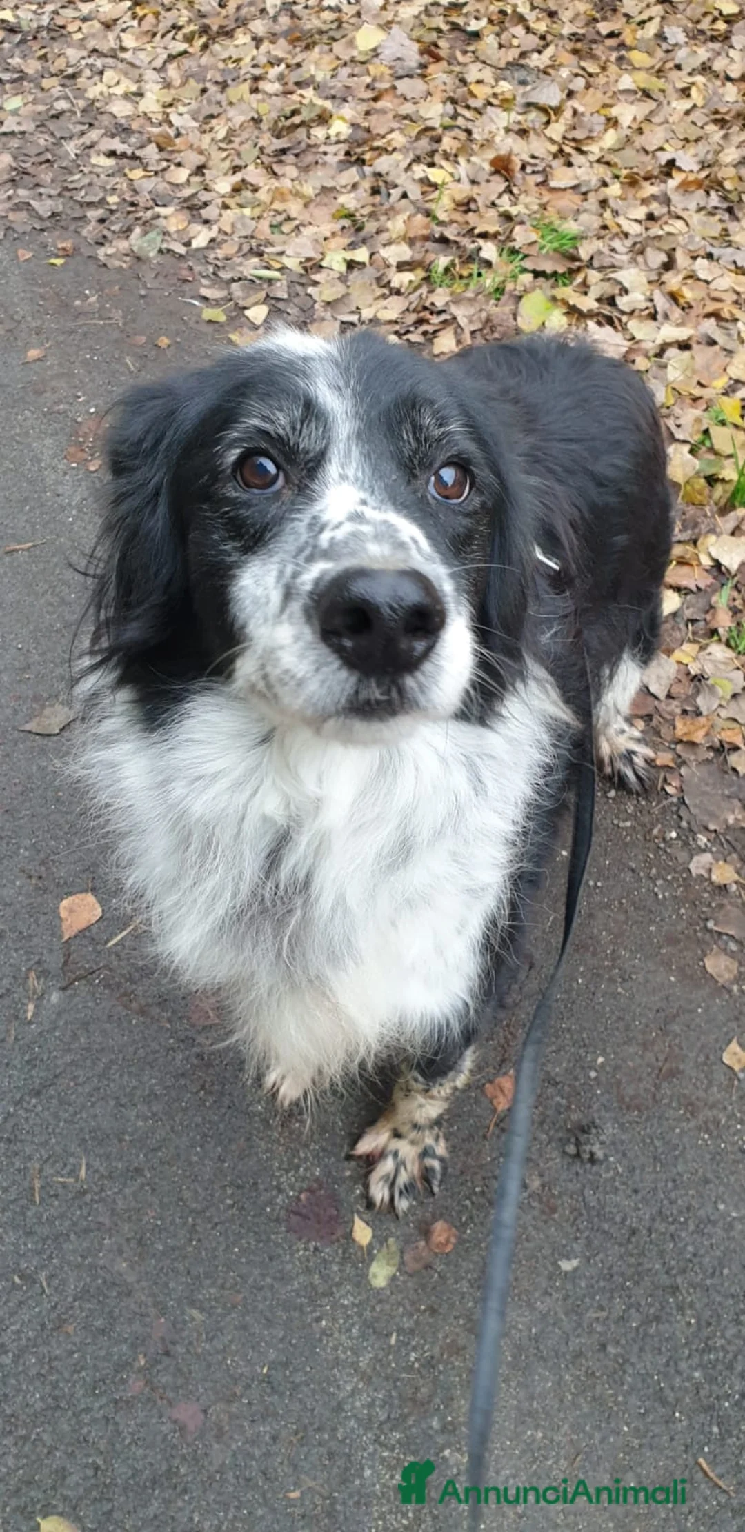 Meticcio cani in regalo: 2fratelli mix caccia vissuti 9anni in 1lager.ROMA a Città metropolitana di Milano - Annuncio 9
