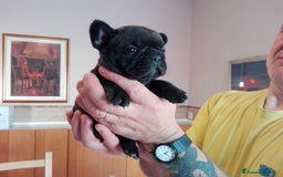 Bulldog Francese cani in vendita: Cucciolo Bulldog Francese da Allevamento Italiano  - Immagine 6