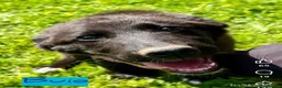 Meticcio cani in regalo: Buio, un cucciolo in cerca di aiuto  - Annuncio 2