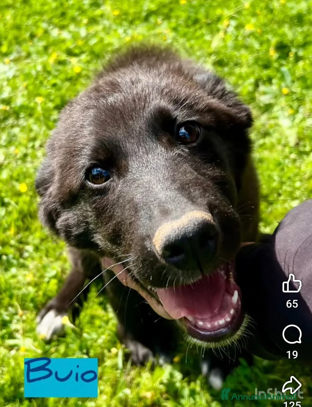 Meticcio cani in regalo: Buio, un cucciolo in cerca di aiuto  - Annuncio 2