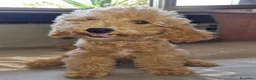 Barboncino Toy cani in vendita: Barboncino toy colore champagne  - Annuncio 7