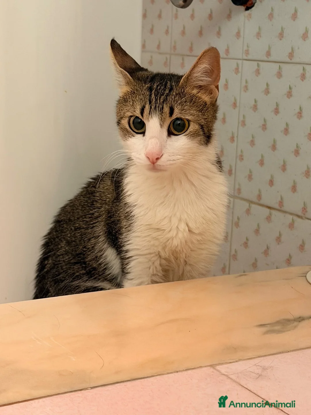 Europeo gatti in regalo: Emma dolcissima micia cerca casa  - Annuncio 1