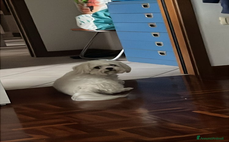 Maltese cani - Annuncio 1