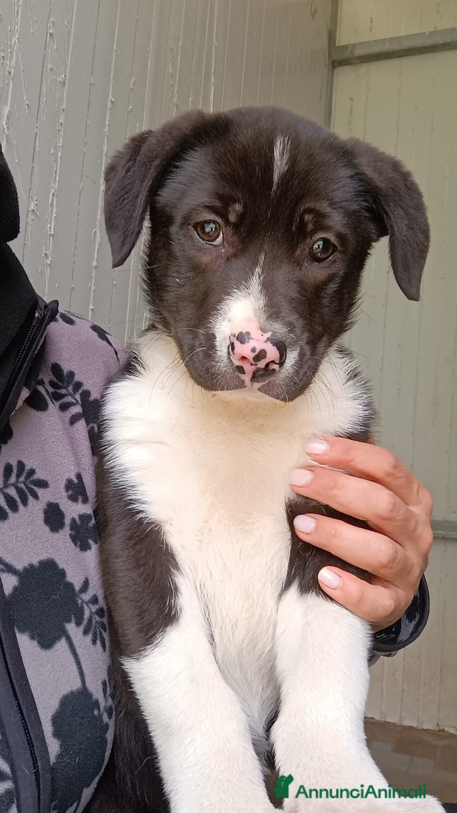 Meticcio cani Venus deliziosa cucciola taglia grande  - Annuncio 28