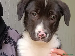 Meticcio cani Venus deliziosa cucciola taglia grande - Annuncio 28