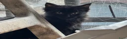 Maine Coon gatti in vendita: Bellissimi MAINE COON pagabili in 3 rate - Annuncio 10