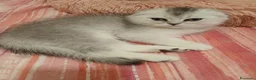 Scottish gatti in vendita: Cuccioli Straight/Fold  - Annuncio 12