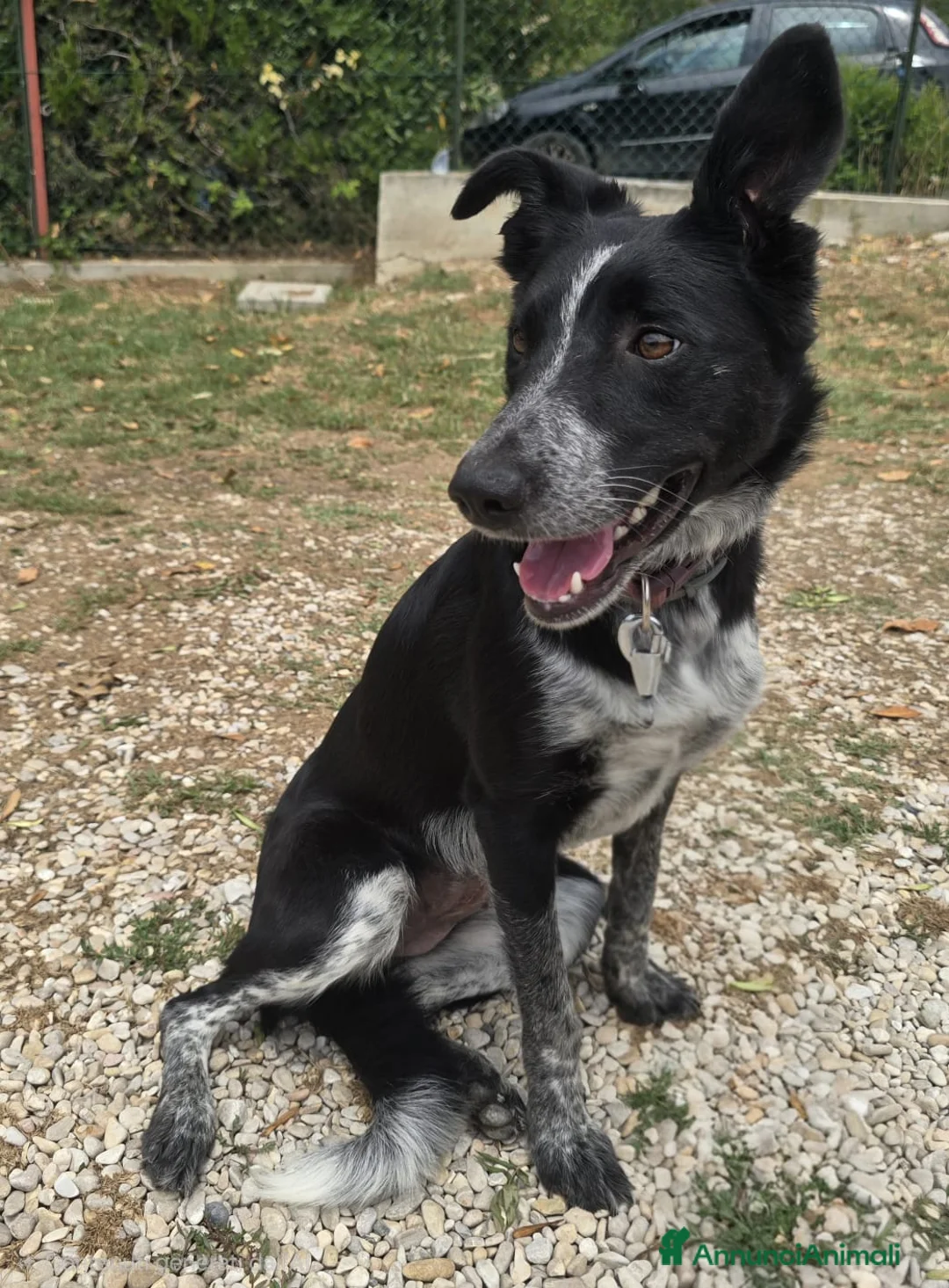 Meticcio cani in regalo: Serafina 3 anni Taglia media piccola  - Annuncio 1