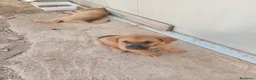 Altre razze cani in regalo: Cuccioli in regalo - Annuncio 5