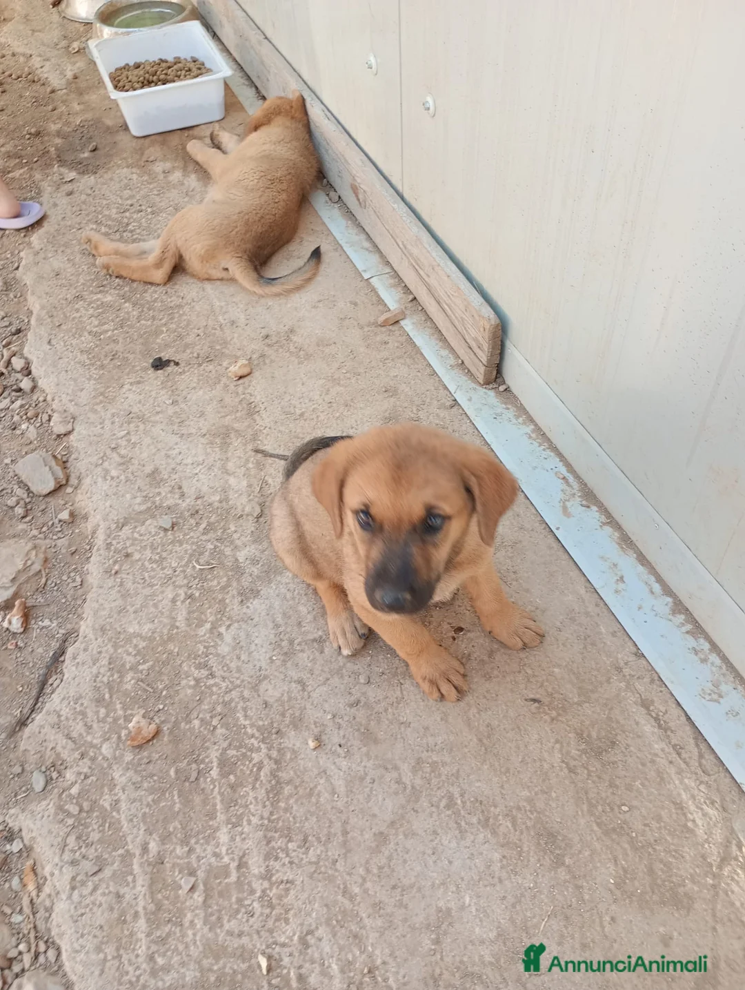 Altre razze cani in regalo: Cuccioli in regalo - Annuncio 2