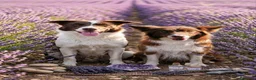 Border Collie cani in vendita: Cuccioli Croce del Nord - Allev. Olistico ed etico - Annuncio 1