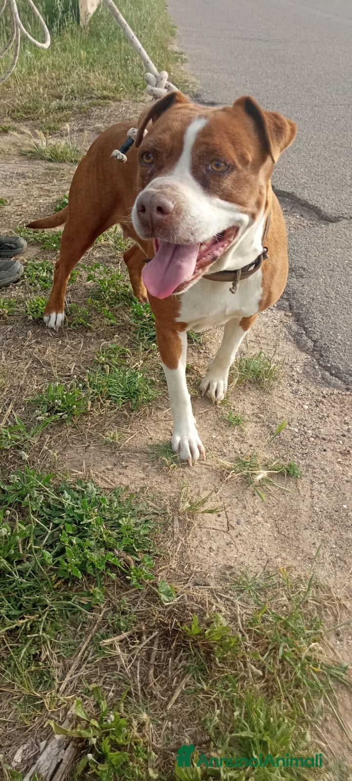 American Staffordshire cani Amstaff adulta SOLA IN ROULOTTE!SOS CASA ORISTANO  - Annuncio 4