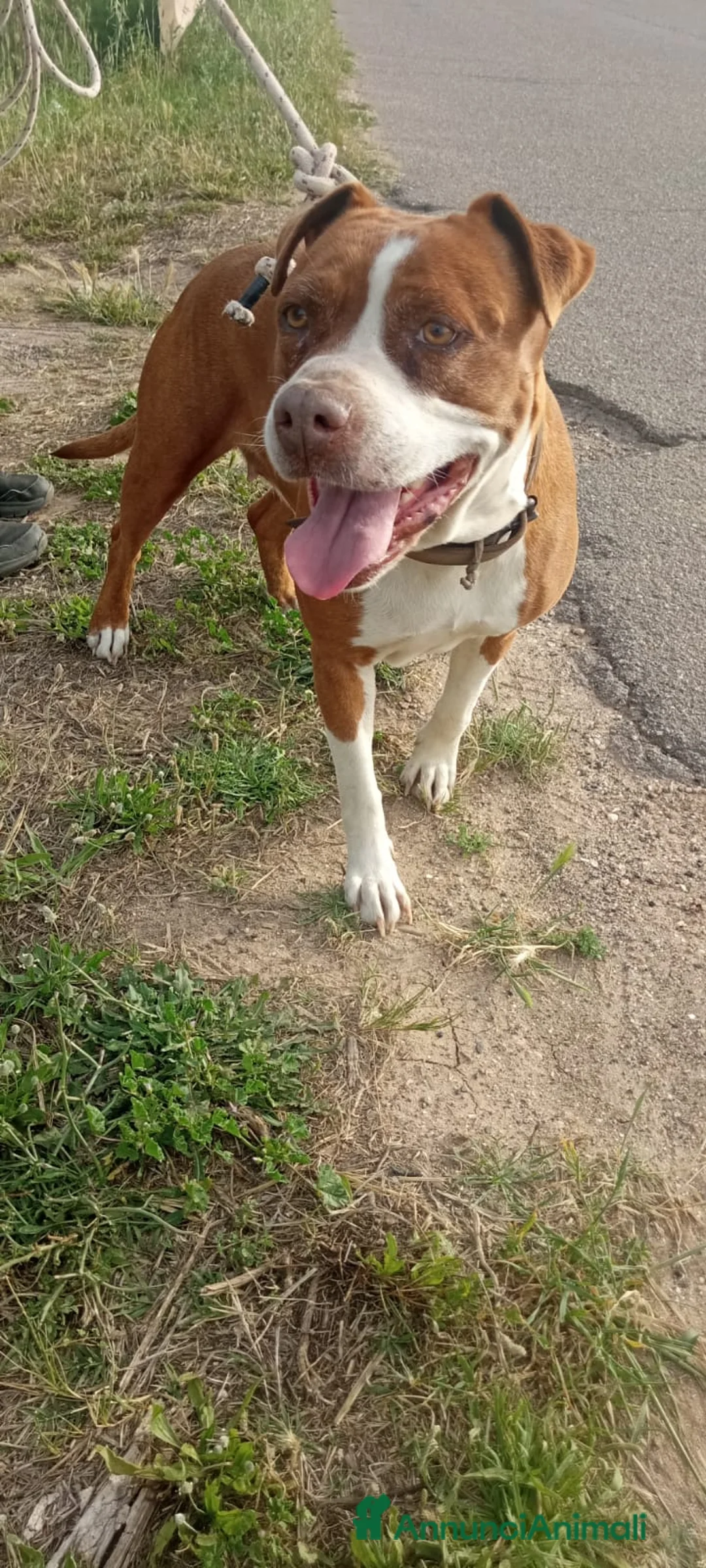 American Staffordshire cani in regalo: Amstaff adulta SOLA IN ROULOTTE!SOS CASA ORISTANO  - Annuncio 1