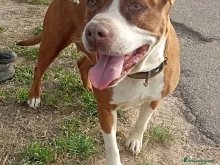 American Staffordshire cani Amstaff adulta SOLA IN ROULOTTE!SOS CASA ORISTANO - Annuncio 2