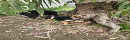 Meticcio cani in regalo: Andrea: 2 anni, timido e dolce - Annuncio 13