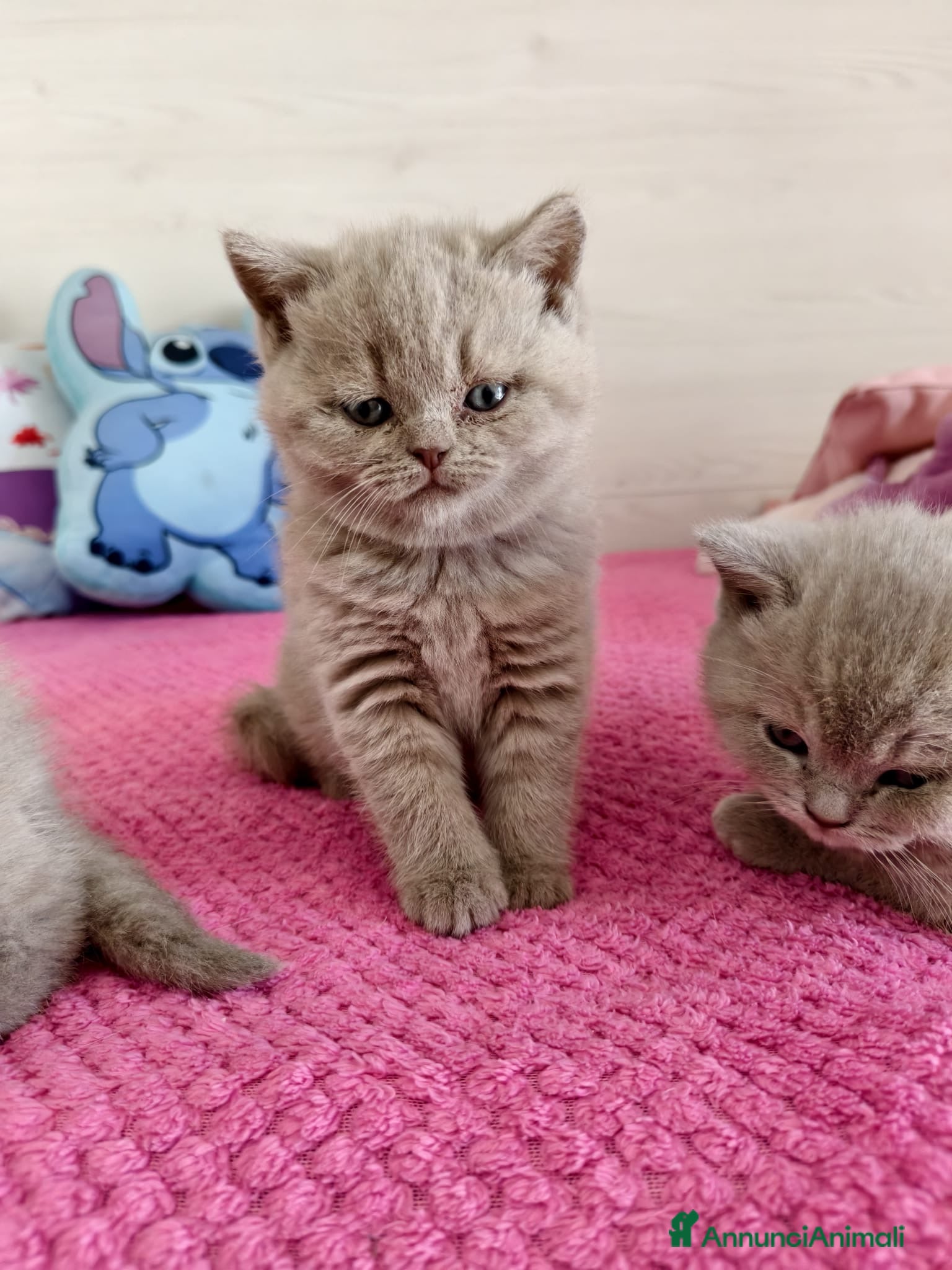 British gatti British Shorthair color Lilac - Annuncio 25
