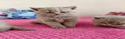 British gatti in vendita: British Shorthair color Lilac - Annuncio 1