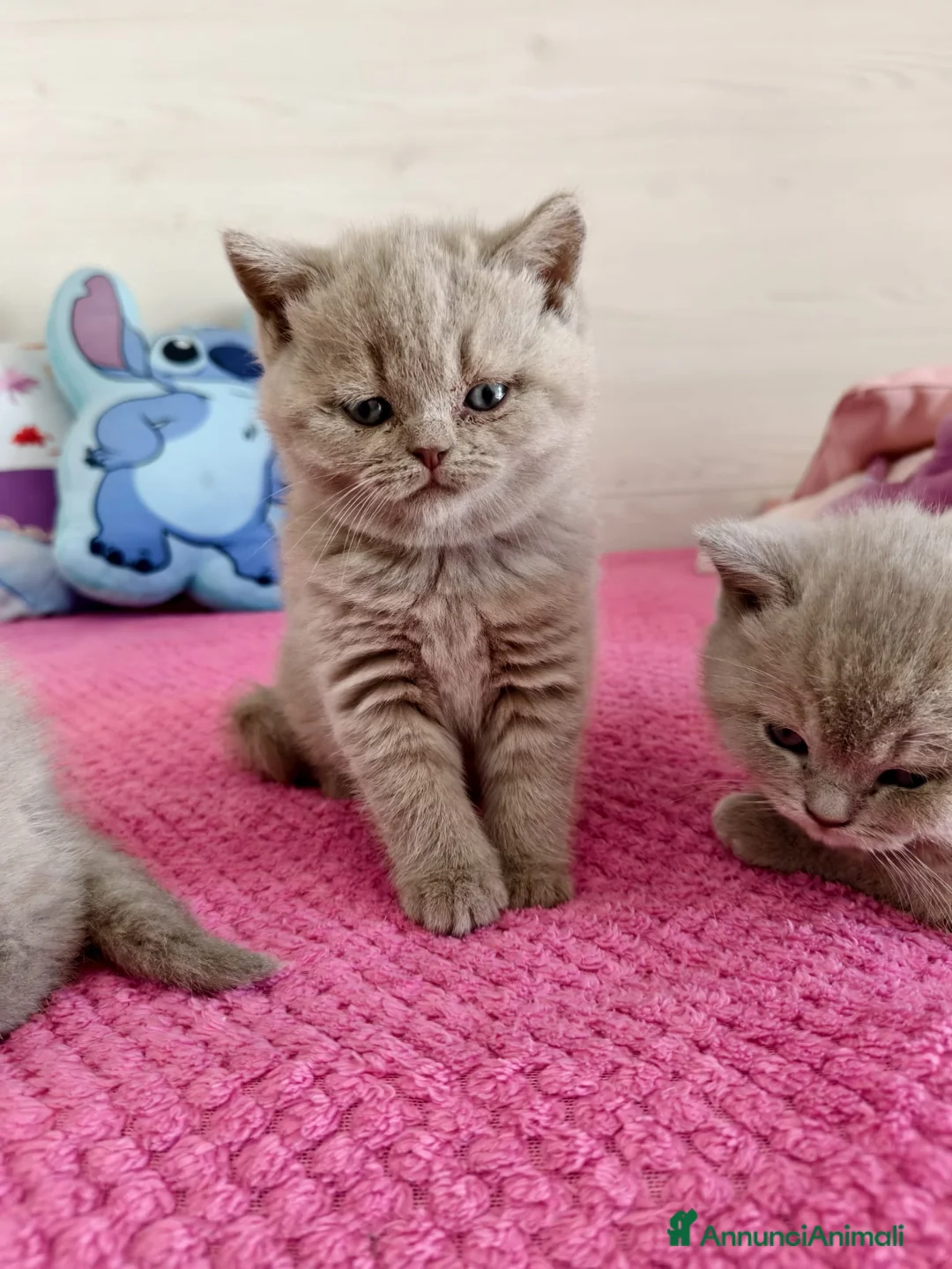 British gatti in vendita: British Shorthair color Lilac - Annuncio 1