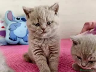 British gatti British Shorthair color Lilac - Annuncio 25