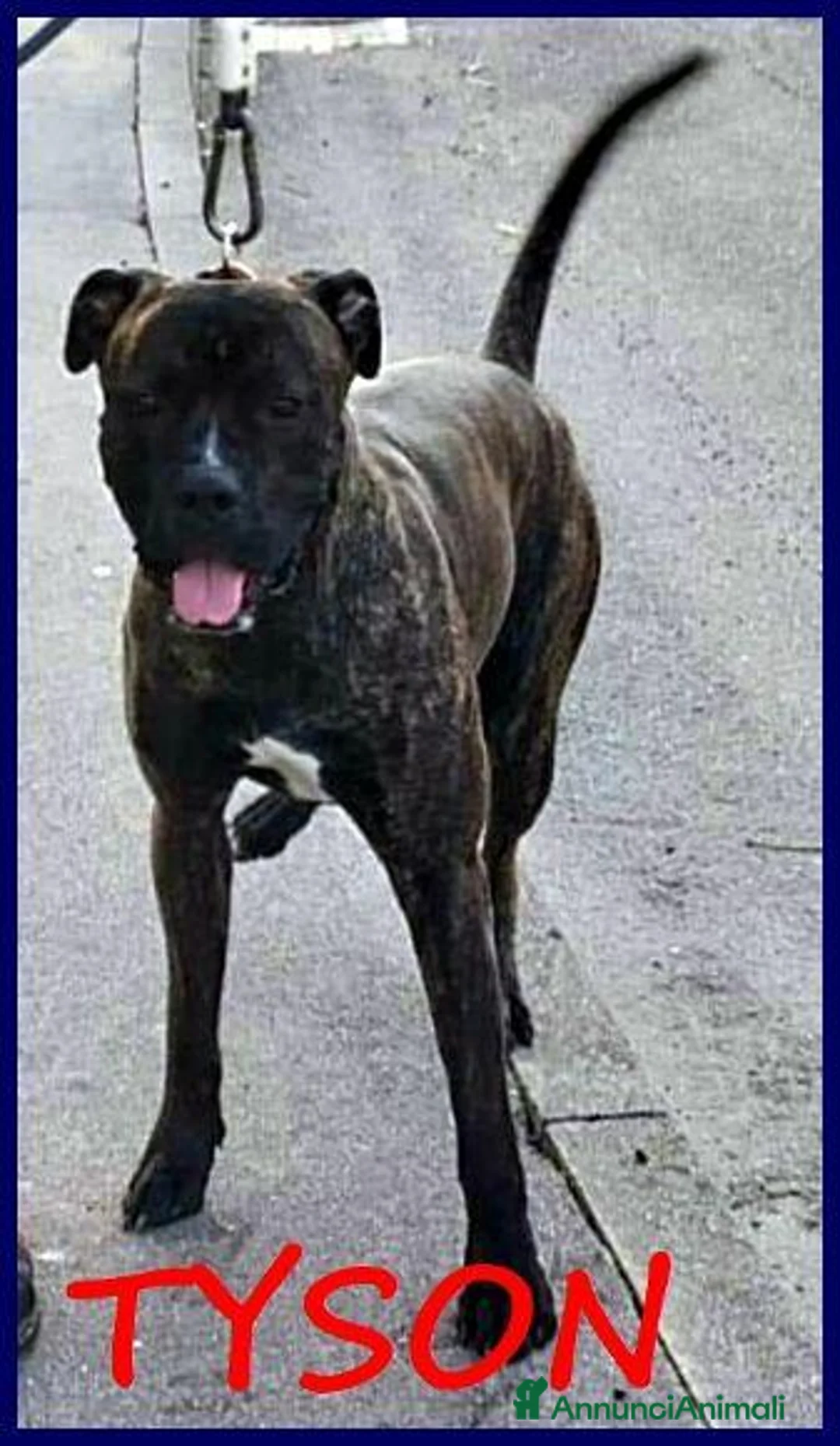 Meticcio cani in regalo: TYSON bello e sfortunato! - Annuncio 4