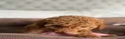 Barboncino Toy cani in vendita: Splendidi Cuccioli Di Barboncino Toy a Provincia di Viterbo - Annuncio 4