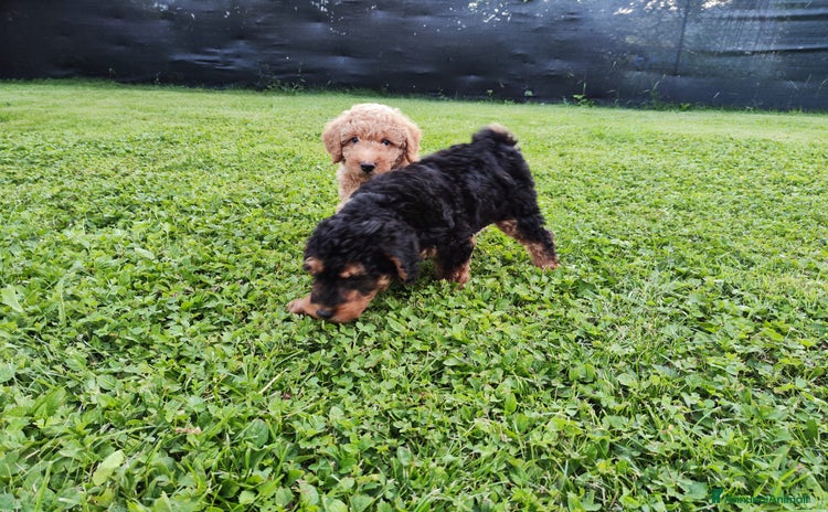 Barboncino cani a Provincia di Belluno - Annuncio 2