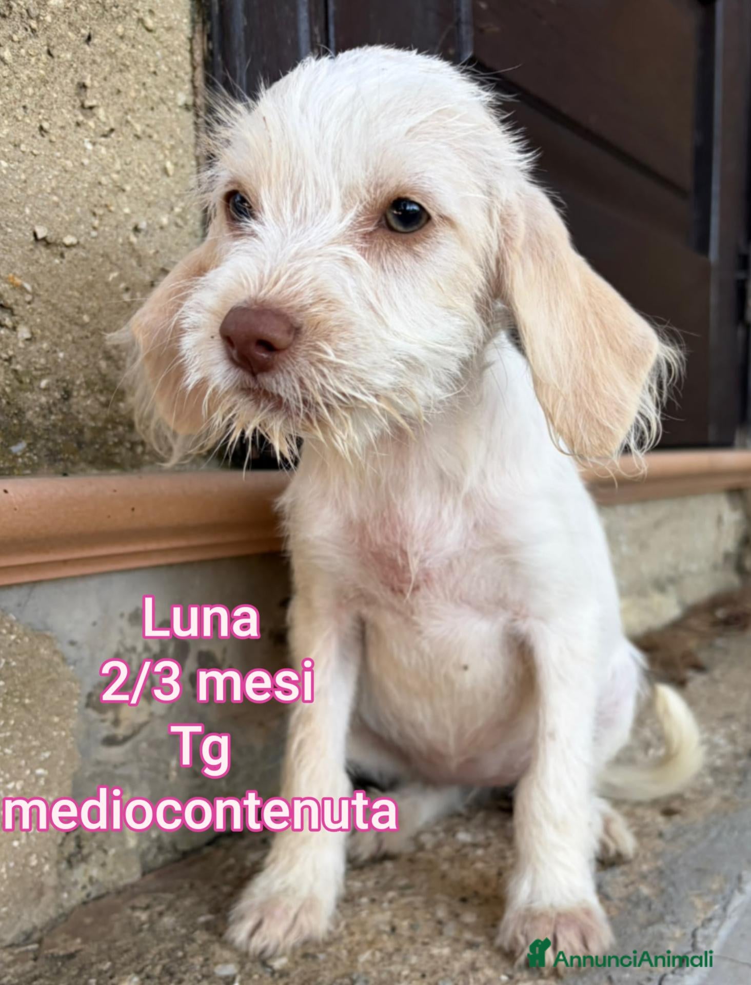 Meticcio cani CUCCIOLI ABBANDONATI: EMERGENZA  - Annuncio 4